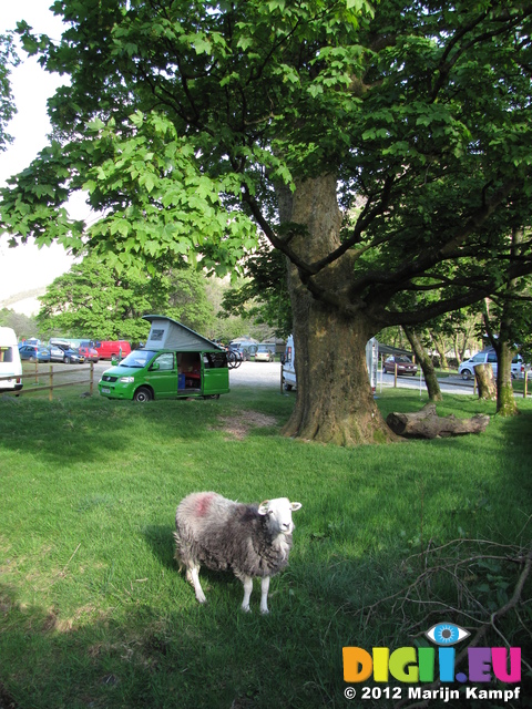 SX22140 Sheep at campervan on Langdale Campsite, Lake District